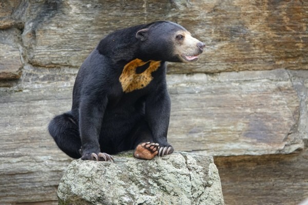 Os visitantes começaram a suspeitar que o urso era realmente humano quando o urso era tão amigável e as dobras de pele ao redor da parte inferior das costas do animal pareciam uma fantasia solta.