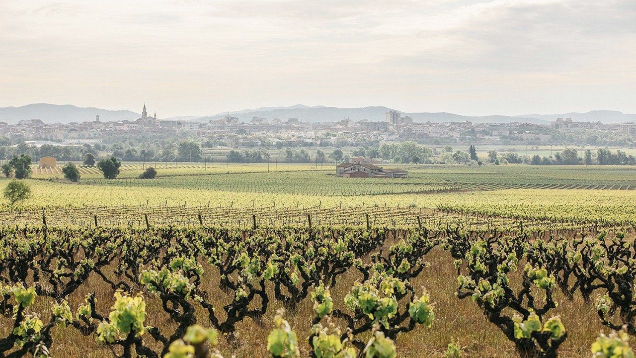 ARQUEOLOGIA - Parreiras da vinícola Torres na Catalunha: cultivo de variedades ancestrais