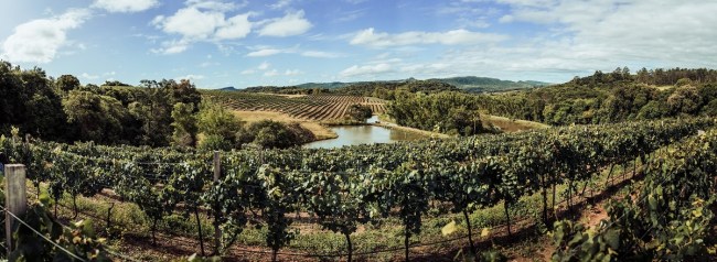 Vinhos são produzidos em vinhedos da Serra do Sudeste, no Rio Grande do Sul -
