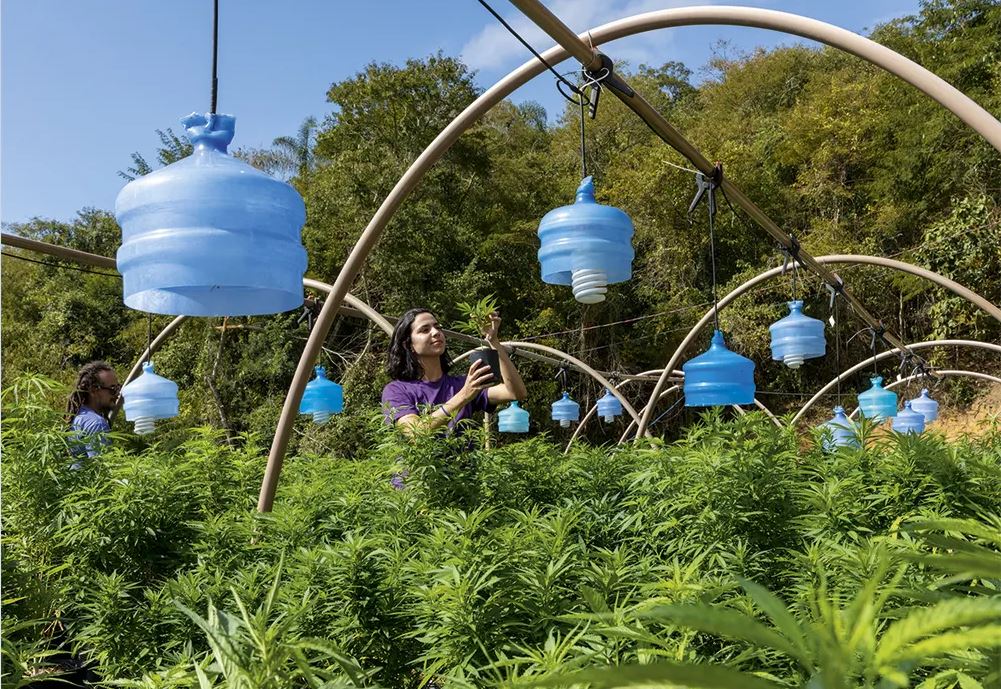 Plantio legal de cannabis na fazenda da Apepi, em Paty do Alferes (RJ)