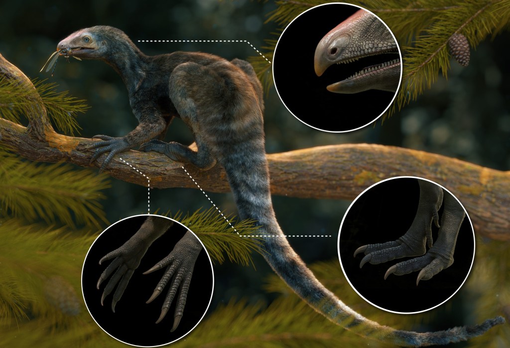 DETALHES - Venetoraptor: ilustração destaca principais caraterísticas do fóssil