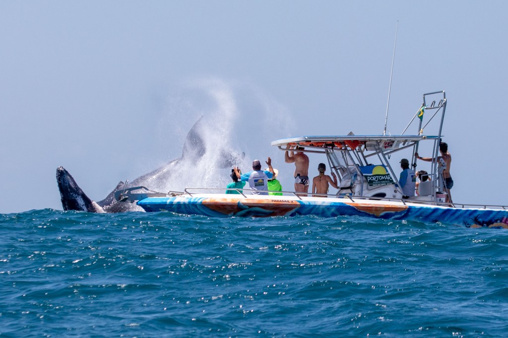 JUBARTE - Turismo: observação de baleias movimenta 3 milhões de reais todos os anos