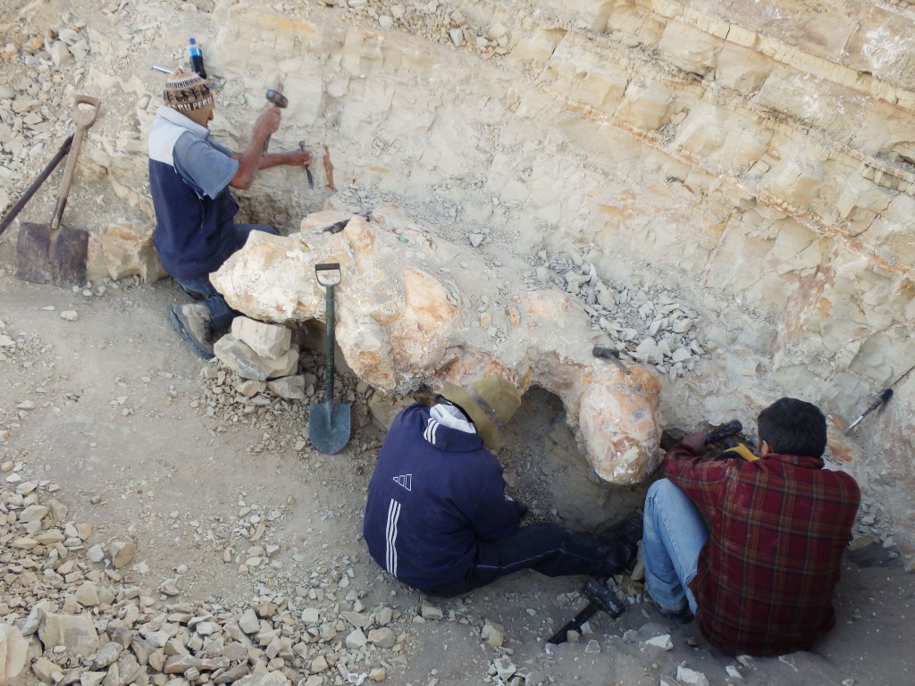 DESERTO - Vértebra: primeira evidencia do animal gigante foi descoberta em 2010