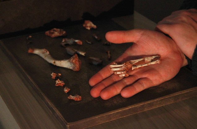 FÓSSIL - Venetoraptor: ossos do animal em perspectiva