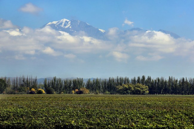 Os vinhedos da Catena Zapata em Lujan de Cuyo, em Mendoza, com a Cordilheira dos Andes ao fundo -