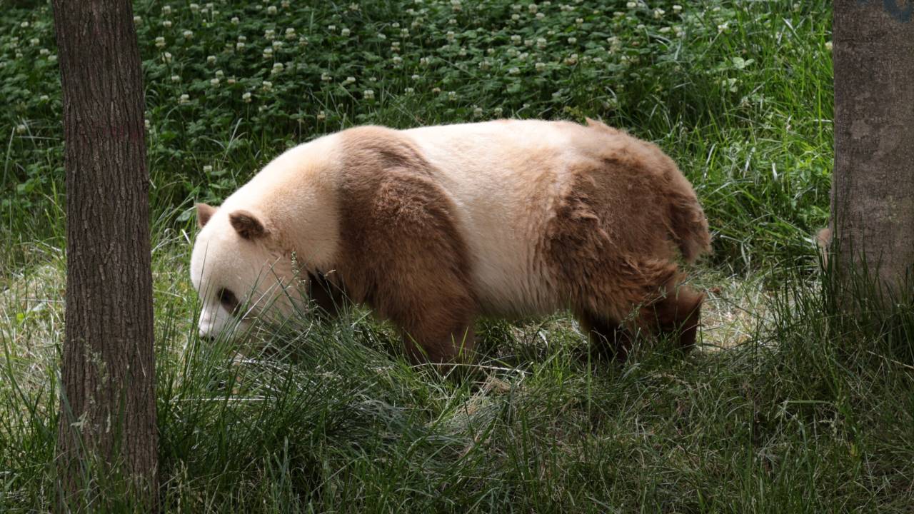 PANDA QINLING - Arqueologia: esqueleto de espécie gigante é encontrada em mausoléu chinês