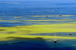 Águas envenenadas – lago está contaminado pela bactéria Microcystis, que produz uma alga altamente tóxica Águas envenenadas - lago está contaminado pela bactéria Microcystis, que produz uma alga altamente tóxica