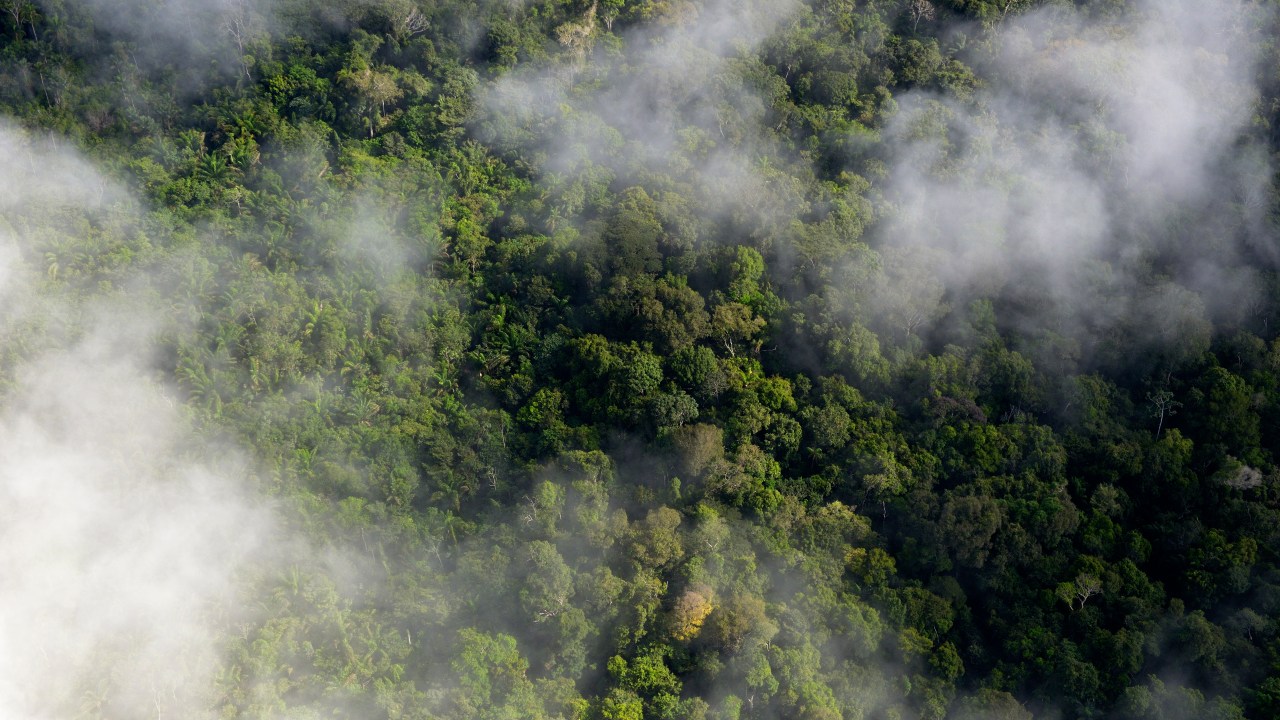 Altas temperaturas podem prejudicar a capacidade de fotossíntese das folhas, afetando a sobrevida das florestas tropicais -
