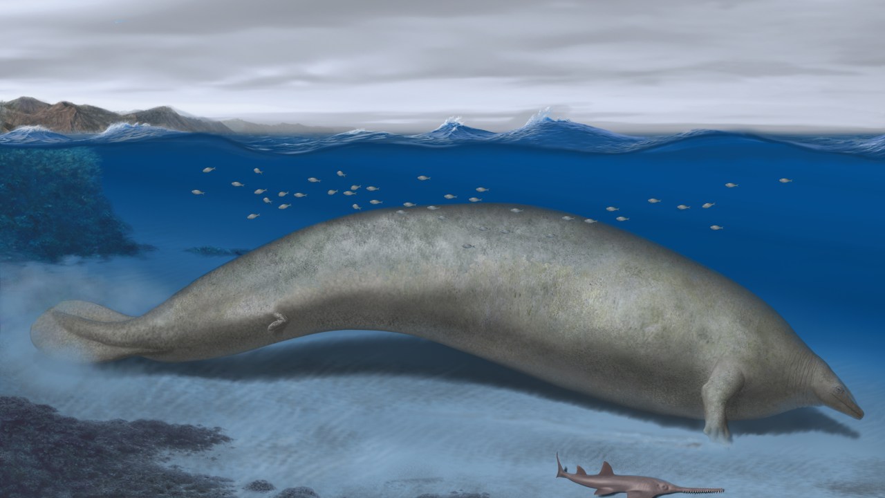 MAIOR DO MUNDO - Perucetus colossus: espécie de baleia pesava algo entre 85 e 340 toneladas