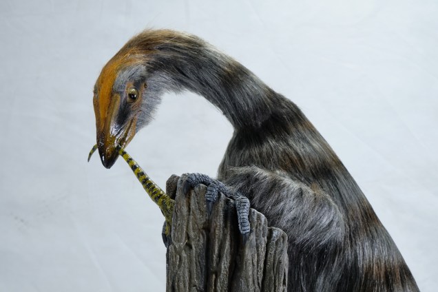 RECONSTRUÇÃO - Venetoraptor gassenae: obra mostra como o animal devia ser em vida