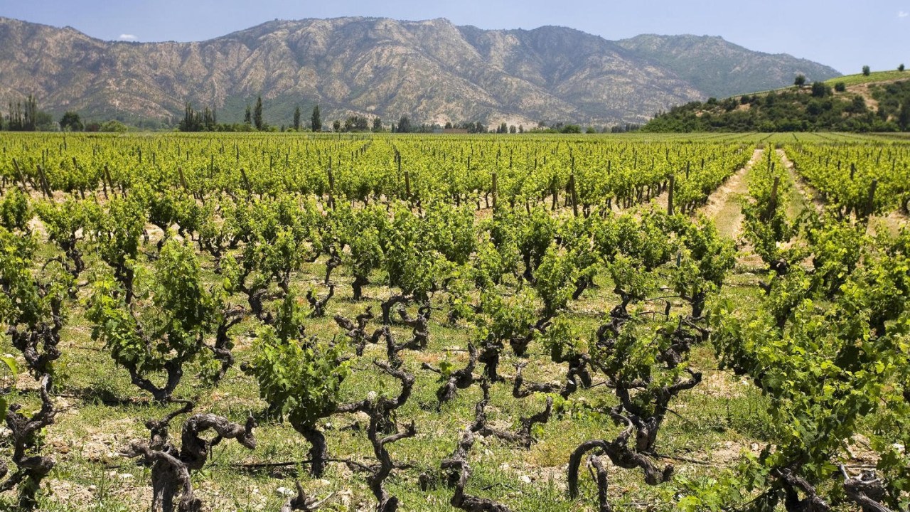 Vale do Maule, no Chile, tem diferentes zonas com climas e condições geológicas distintas que interferem no sabor dos vinhos -