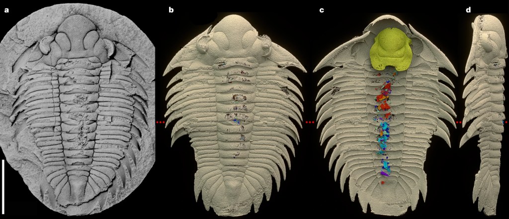 TRILOBITA - Bohemolichas incola: nova técnica permitiu investigar o conteúdo do intestino desses animais