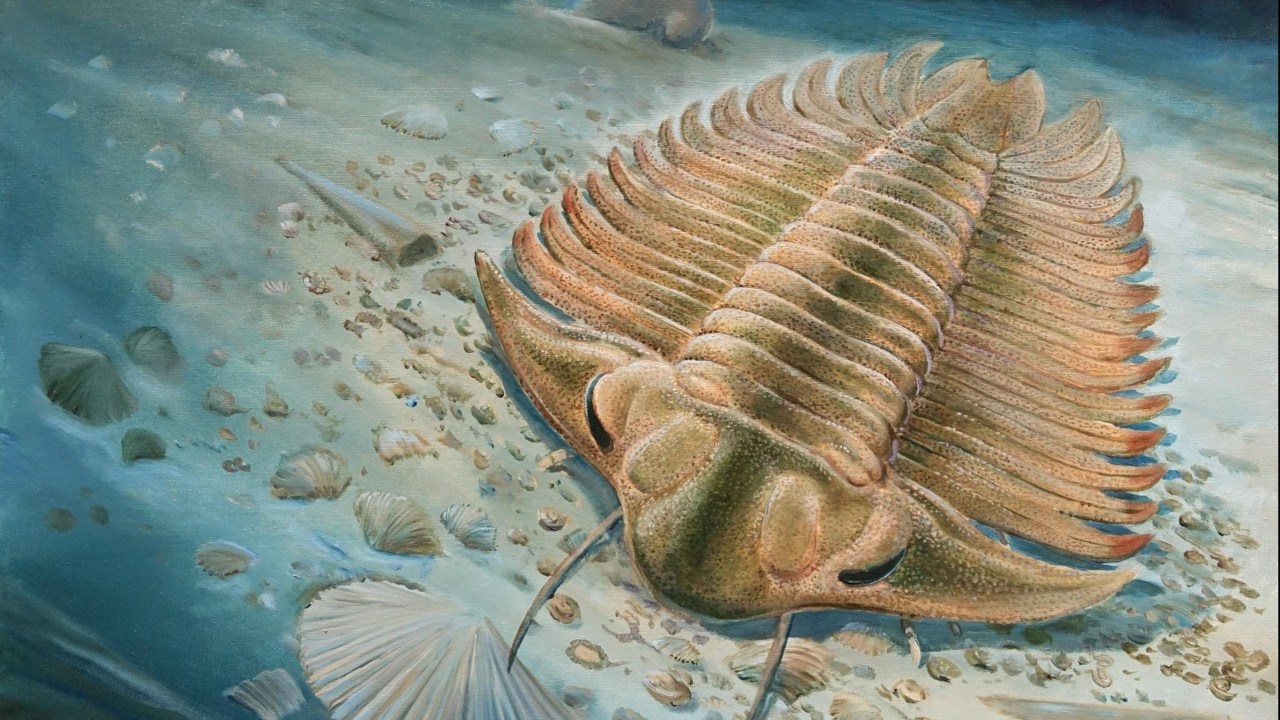 ARTRÓPODE ANCESTRAL - Trilobitas: animais viveram há 450 milhões de anos e se alimentavam de animais mortos