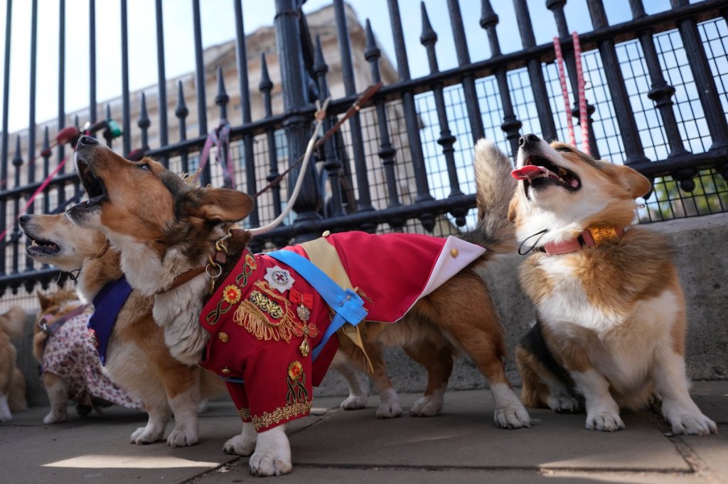 Cachorros da raça Corgi, favorita da rainha Elizabeth II, participam de desfile em homenagem à monarca um ano após sua morte. 03/09/2023
