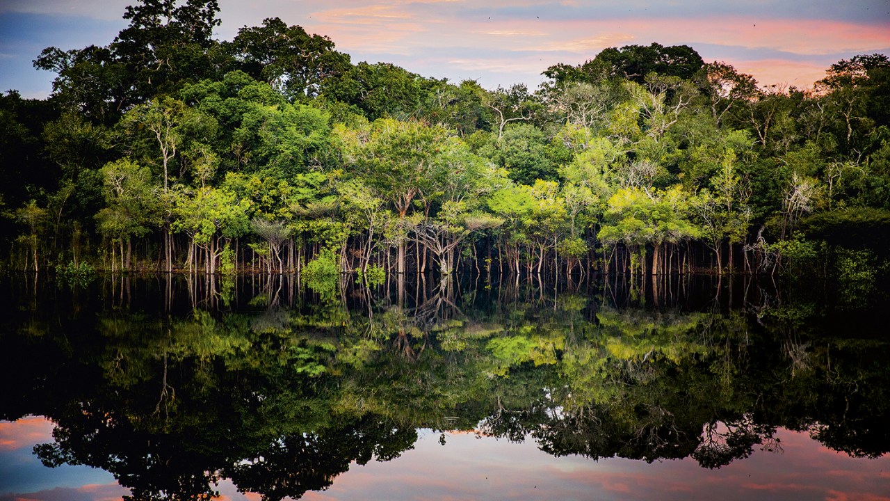 DIVERSIDADE - A floresta ameaçada: preservação é capaz de gerar renda