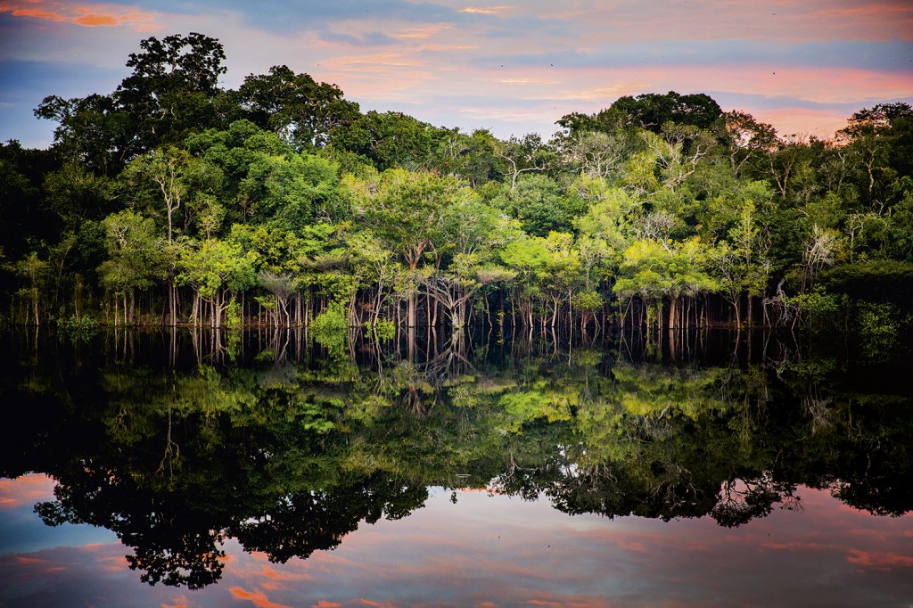 DIVERSIDADE - A floresta ameaçada: preservação é capaz de gerar renda