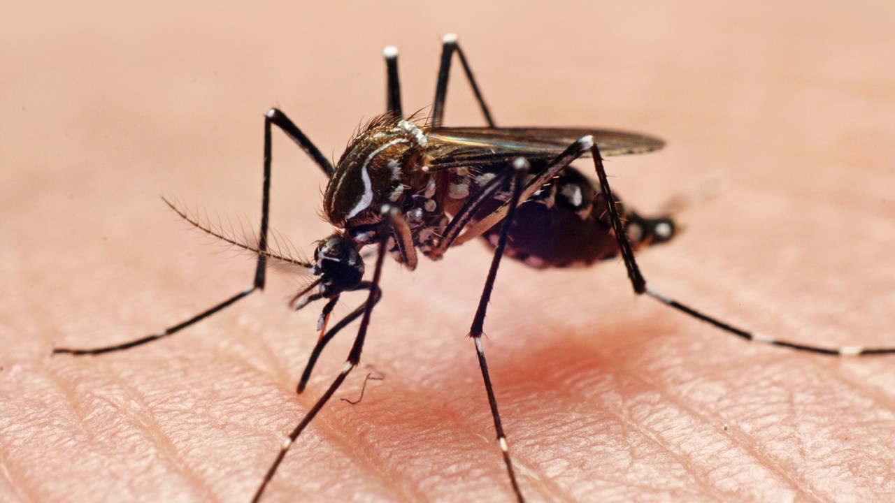 AGENTE DO CAOS - Mosquito da dengue: número recorde de casos da doença, que hoje atinge todas as regiões do Brasil