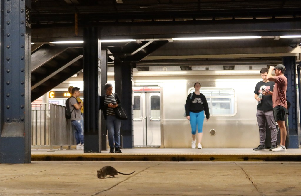 NEW YORK, NY - MAY 8: A rat looks for food while on a subway platform at the Columbus Circle - 59th Street station on May 8, 2023, in New York City. (Photo by Gary Hershorn/Getty Images)