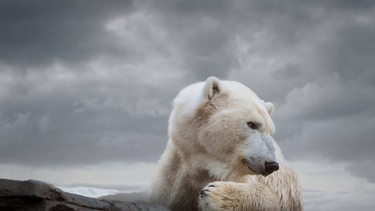 URSOS POLARES - Zoológicos: seminômades na natureza, animais podem morrer de tédio em cativeiro