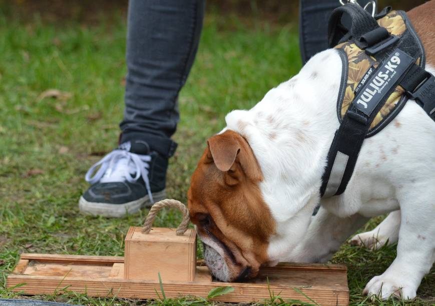 <span style="font-weight: 400">Apenas 50% dos braquicefálicos conseguiram recuperar os petiscos</span> <span style="font-weight: 400">Apenas 50% dos braquicefálicos conseguiram recuperar os petiscos</span>