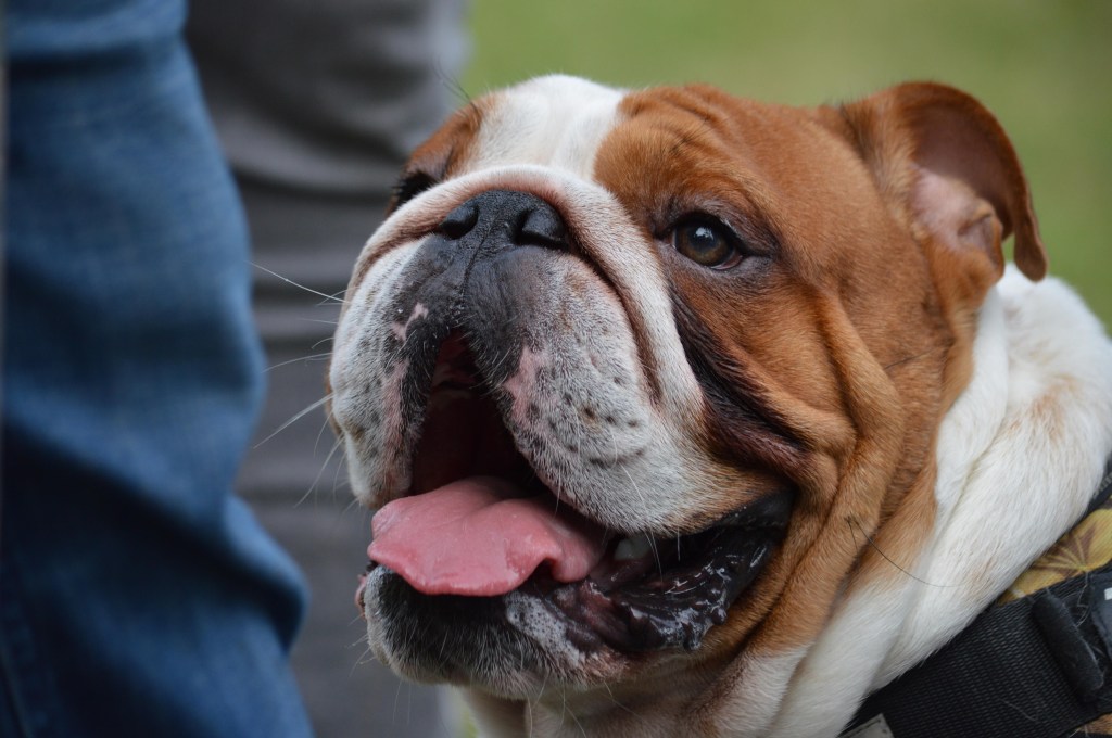 POPULARIDADE CANINA - Buldogue: animais apelam para vulnerabilidade e aparência infantil