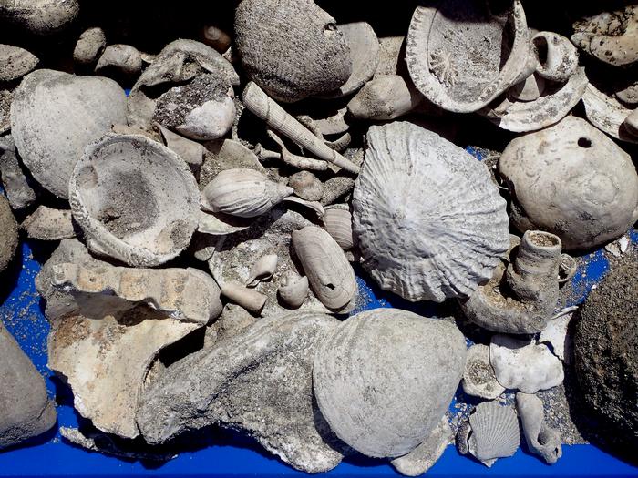 TESOURO FÓSSIL - Paleontologia: maior arquivo histórico de espécies marinhas da Nova Zelândia é encontrado durante obra civil