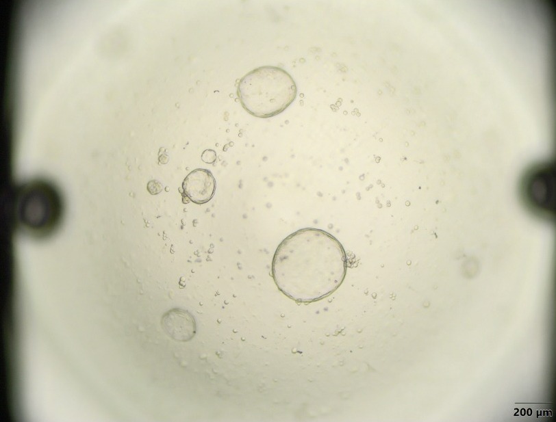 organoide