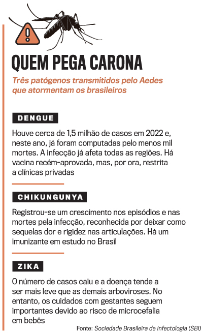 arte mosquito