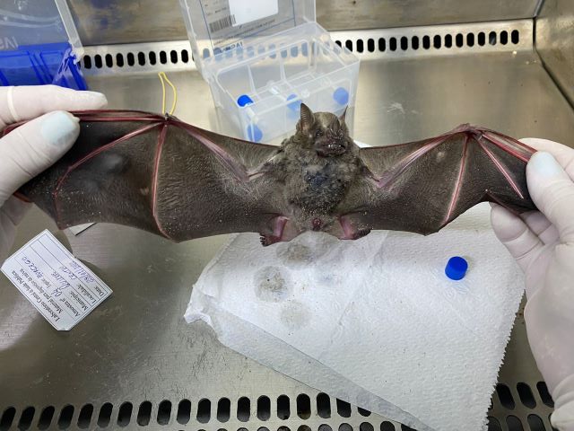CUIDADO - Morcego da espécie Carollia perspicillata analisado em laboratório do Ceará: animais são importantes para o equilíbrio dos ecossistemas e não devem ser manipulados por humanos