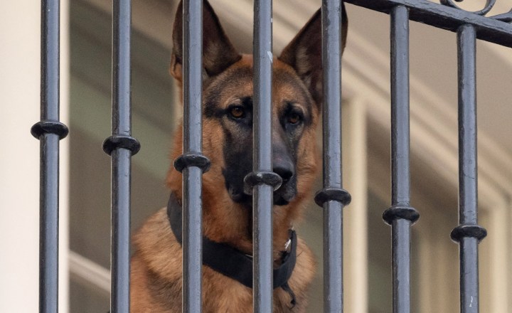 Cachorro de Biden morde agente do serviço secreto dos EUA