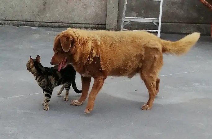 VIDA NA FAZENDA - Bobi brinca com um dos gatos da família, o Ceguinho