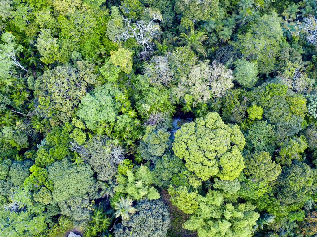 BIOMASSA - Estudo brasileiro: média é de 174 toneladas por hectare