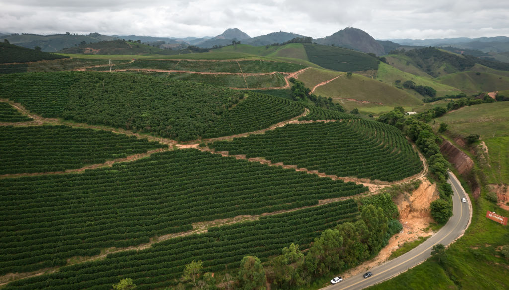 Plantação de café em Minas Gerais: há um aumento na procura por degustação de cafés especiais -