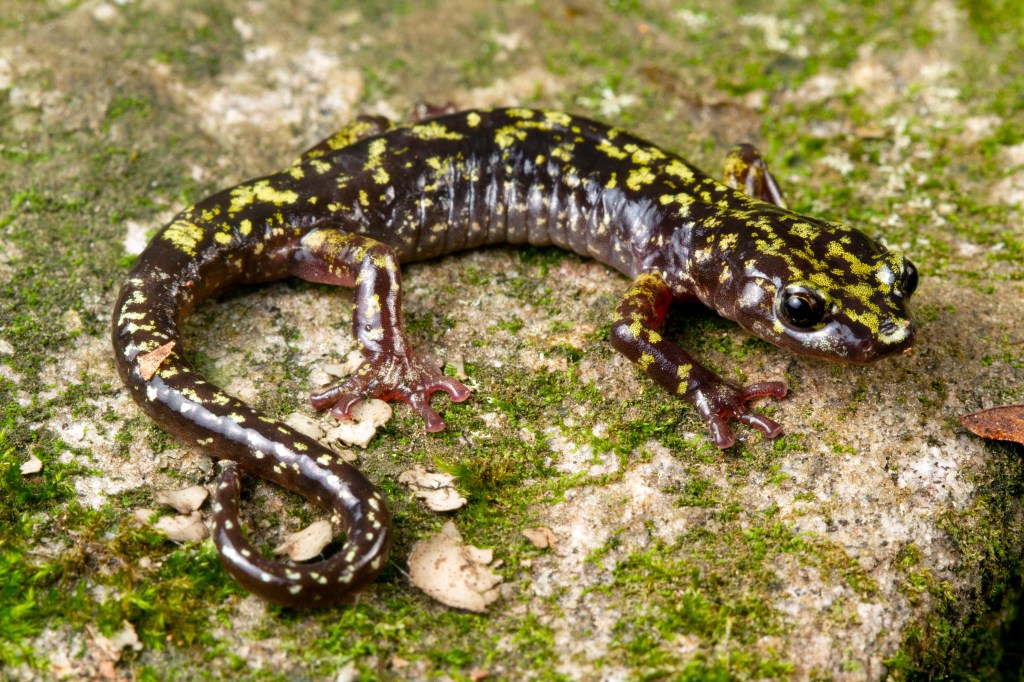 Salamandras são o grupo mais ameaçado e novas doenças podem ter resultados devastadores para estas espécies -