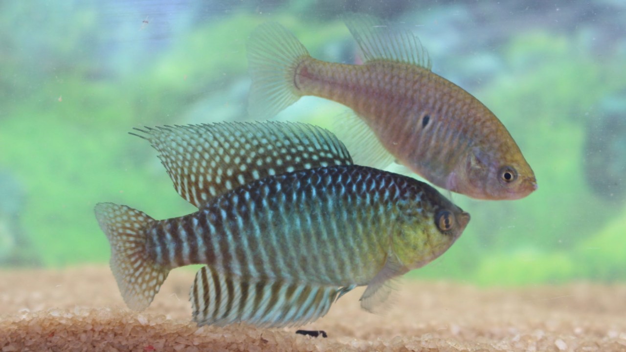 A nova espécie de peixe está no grupo de "peixes das nuvens", mais ameaçados do Brasil