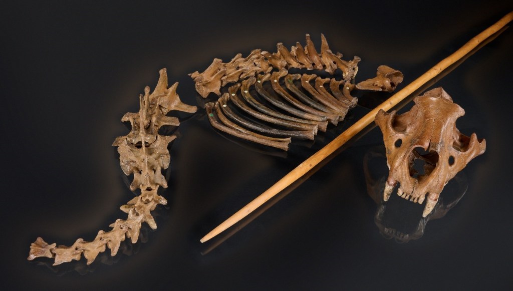 FÓSSIL - Leão: marca nos ossos são compatíveis com caça utilizando lanças