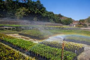 Plantio de mudas realizado pelo Instituto Terra em Aimorés, Minas Gerais