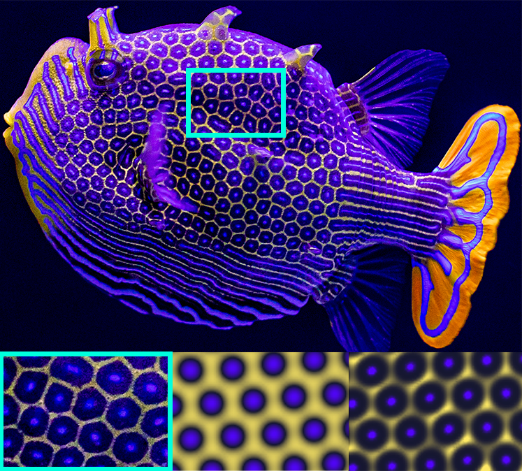 Fish11 Um Boxfish Ornamentado macho (Aracana ornata). Canto inferior esquerdo: uma imagem em close do padrão hexagonal natural do peixe. Centro inferior: simulação de padrão de peixe baseada na teoria de reação-difusão de Turing. Canto inferior direito: Simulação de reação-difusão aprimorada por difusioforese.
