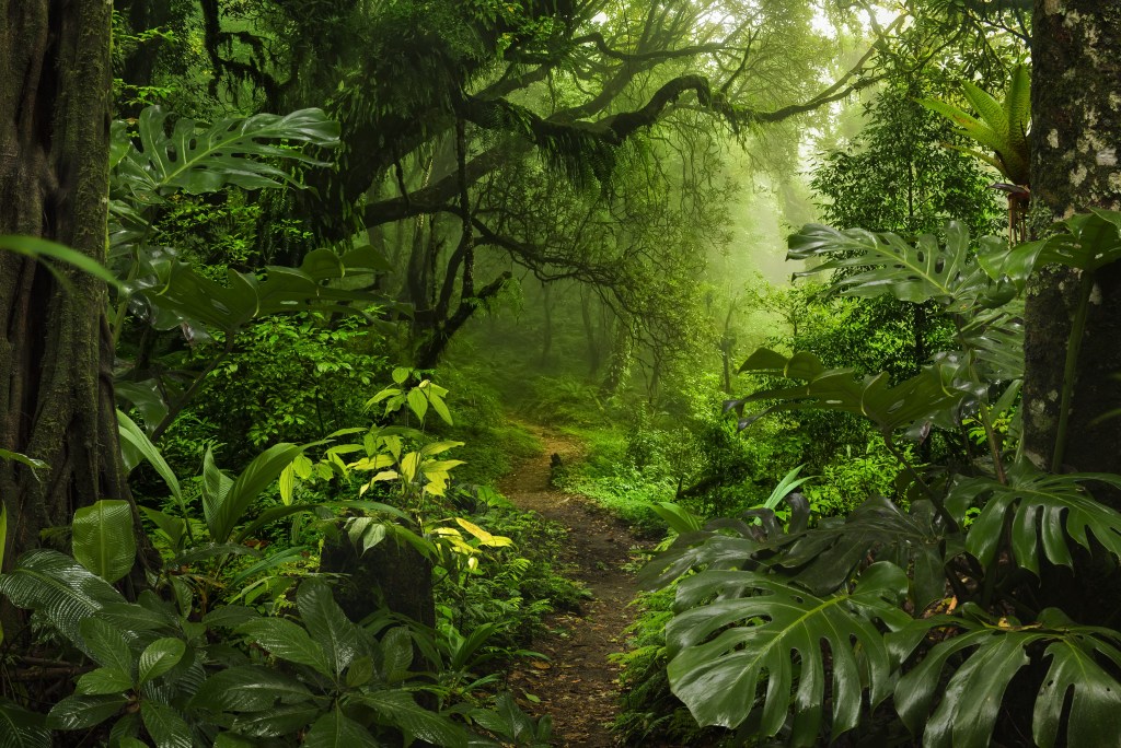 FLORESTA TROPICAL - Biodiversidade: todos os biomas precisam ser restaurados para aproveitar potencial máximo de sequestro de carbono