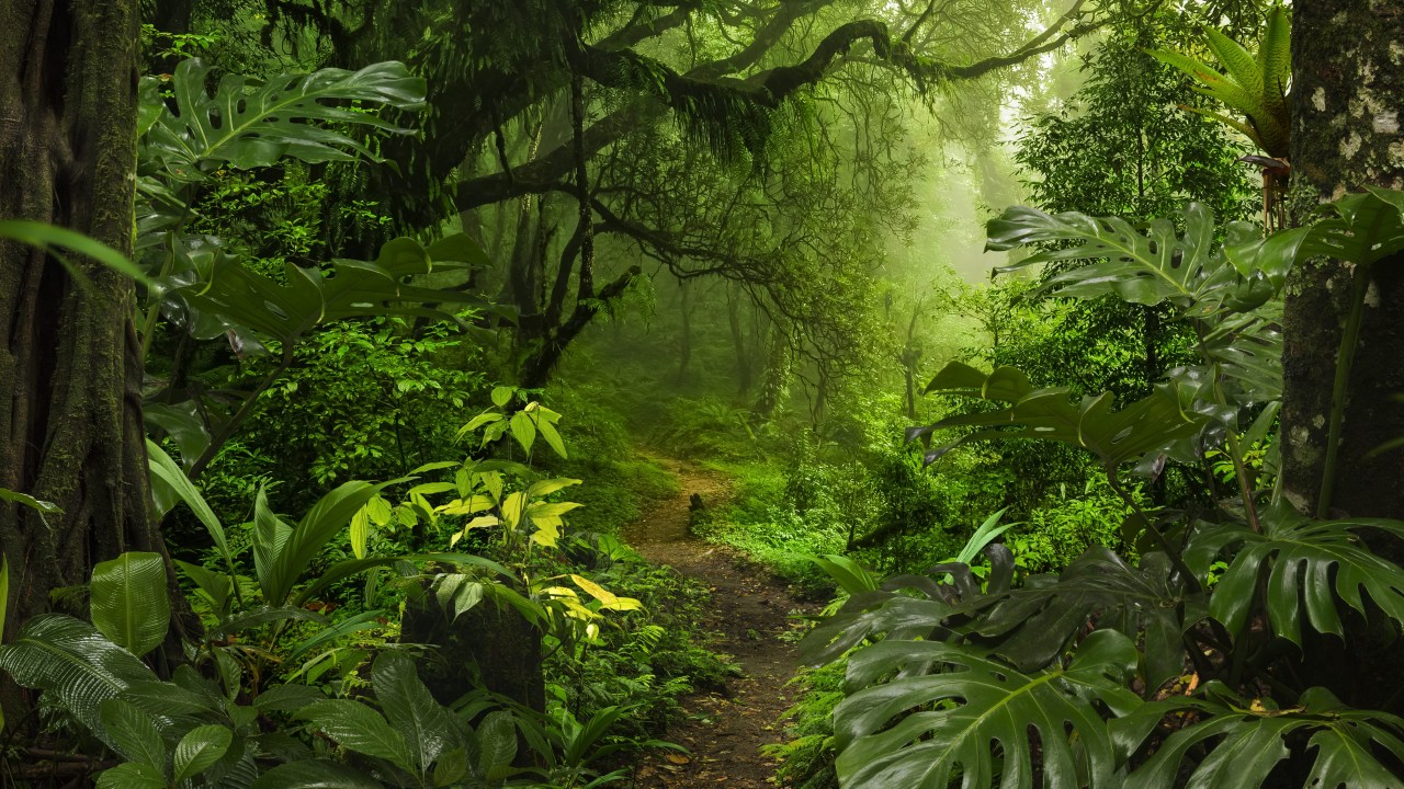 FLORESTA TROPICAL - Biodiversidade: todos os biomas precisam ser restaurados para aproveitar potencial máximo de sequestro de carbono