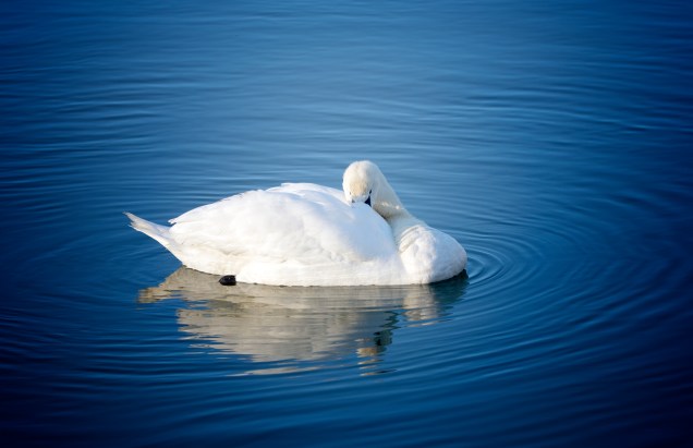 Cisne dormindo Cisne dormindo