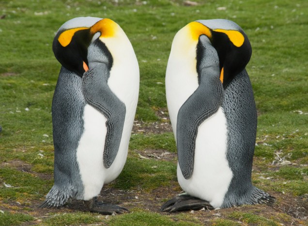 Pinguins dormindo Pinguins dormindo
