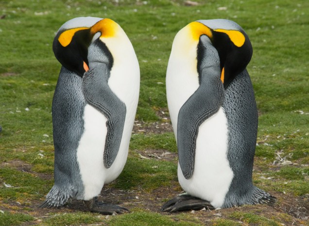 Pinguins dormindo