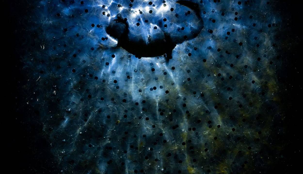 A fotografia vencedora foi feita debaixo d'água pelo fotógrafo húngaro Litauszki Tibor. "Fotografei esse momento debaixo d'água. Consegui fazer isso colocando minha câmera em um estojo subaquático, prendendo-a a um peso de metal e colocando tudo sob os ovos. Esperei por perto até escurecer e, quando a salamandra apareceu, acendi-a com uma lâmpada LED. Liguei a câmera com um controle remoto com fio feito em casa. Acabou de 1-2 fotos nítidas", escreveu -
