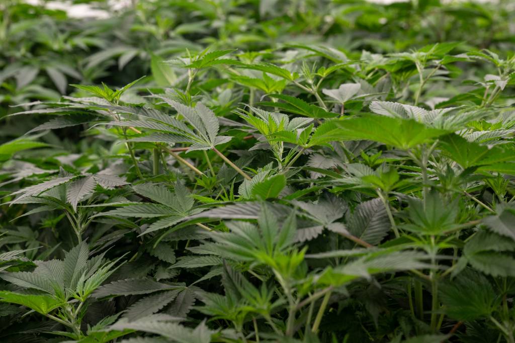 Anvisa autoriza Embrapa a pesquisar cultivo de cannabis para fins medicinais