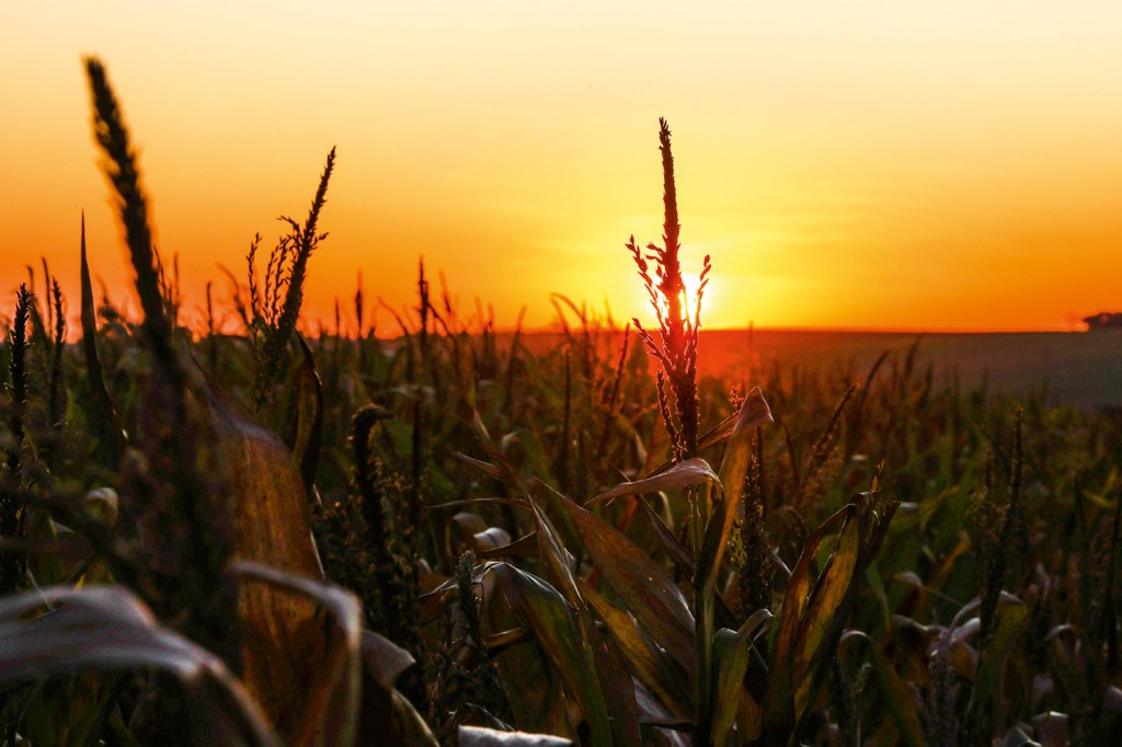 AVANÇO - Milho: o aumento do cultivo do grão impulsiona a produção de etanol