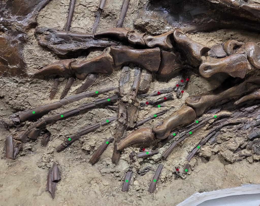 FÓSSIL - Tiranossauro: em verde estão os ossos do predador e, em vermelho, da presa