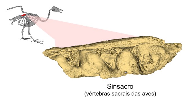 Fóssil aviano encontrado pelos pesquisadores brasileiros no litoral Antártico -