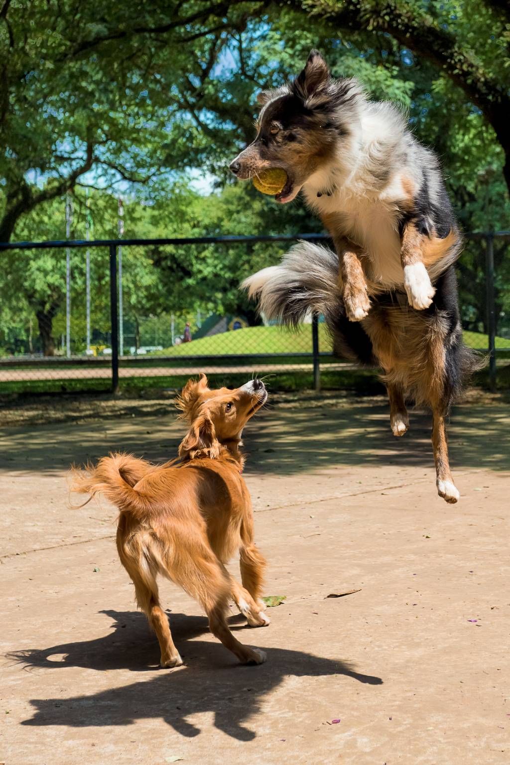 A Border Collie Merle playing catching the ball A Border Collie Merle playing catching the ball