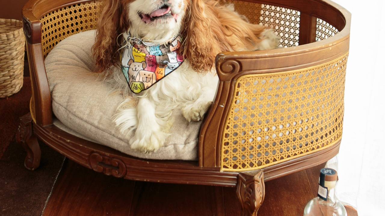 Luxo pet: Caminhas personalizadas, tapetes higiênicos e refeições especiais preparadas por chefs são diferenciais oferecidos pelos hotéis pet friendly
